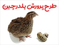 طرح پرورش بلدرچین