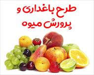 طرح باغداری و پرورش میوه